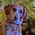 Bailey