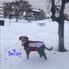 Bailey