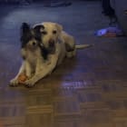 Buddy