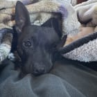 Draco