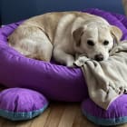 Gracie