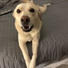 Gracie