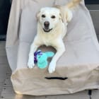Gracie