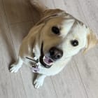 Gracie