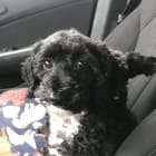 Arlo_Ellie