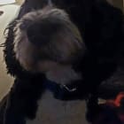 Ollie