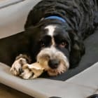 Ollie