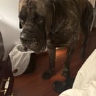 Lilfoot