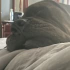 Lilfoot