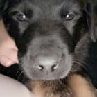 Rocco