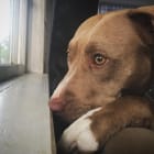 Remi