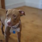 Remi