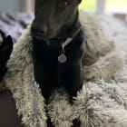 Cooper