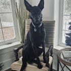 Cooper