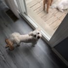 Snickers Cody Lizzie