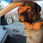 Duke