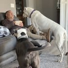 Bleu and Nebbi