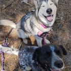 Koda