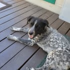 Koda