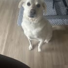 Speck