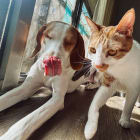 SHUSHU