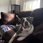 Diesel