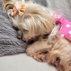 Mollie