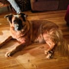 Lilly