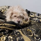 Paquito