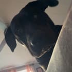 Brandon