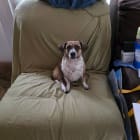 Paquito