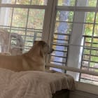 Phoebe