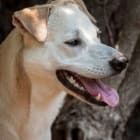 Phoebe