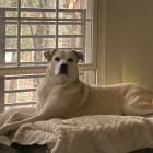 Phoebe
