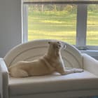 Phoebe