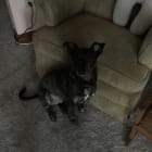 Dozer
