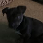 Dozer