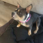 Piggy Smallz