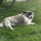 Grusha
