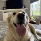 Flynn