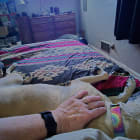 Sky Taffy Touch senior dog rescue