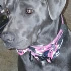 Cleo