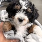 Murphy