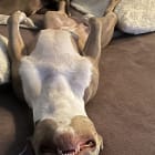 Melba