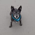 Tuffy