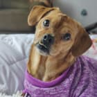 LeeLoo Dallas Multi-Pass