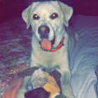Amos