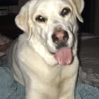 Amos