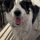 Katie