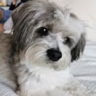 Charlie